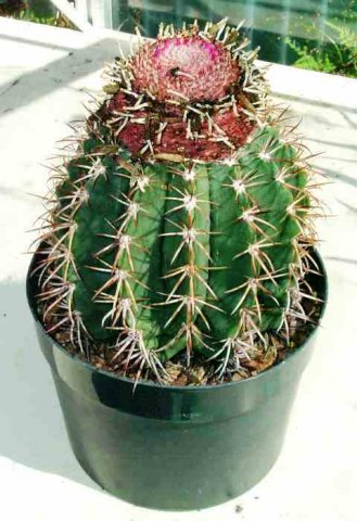 Melocactus_melocactoides